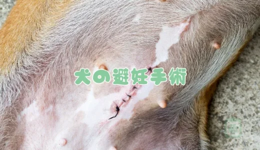 【獣医師監修】犬の避妊手術はいつがいい？費用・方法・術後のケアとメリットを解説