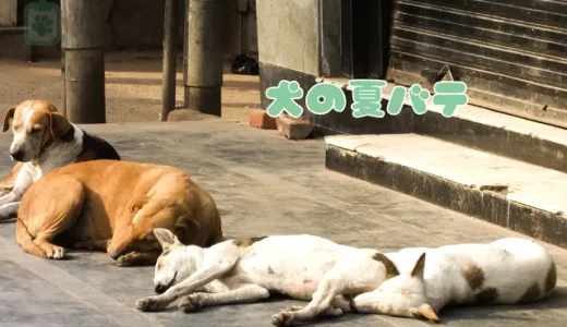 犬の夏バテ、危険な症状と対策！食欲不振は要注意？なりやすい犬種も