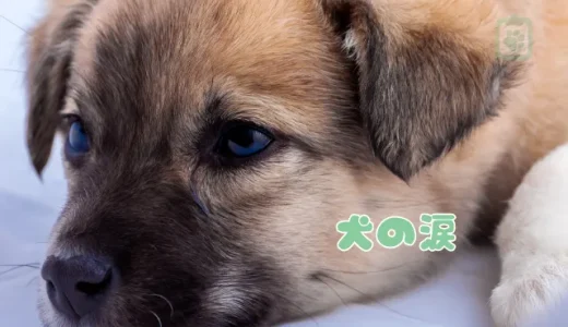 犬の涙が止まらない「流涙症」とは？涙やけの原因と病気、対処法
