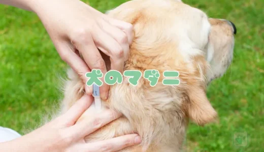 【獣医師監修】犬のマダニ、症状と安全な取り方｜感染症の危険性と予防薬まとめ