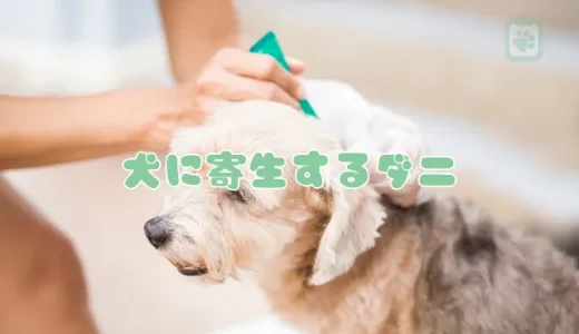 【獣医師監修】犬に寄生するダニの種類と症状｜マダニ等の駆除・予防薬と対策まとめ