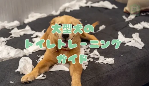 大型犬のトイレトレーニング完全ガイド｜はみ出す原因と対処法、おすすめトイレトレー