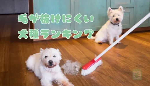 【犬種別】毛が抜けにくい犬トップ10！アレルギーを持つ方にもおすすめ