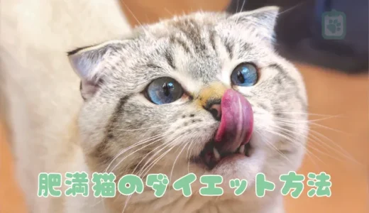 【獣医師監修】肥満猫のダイエット、成功の秘訣は？食事法と運動（遊び方）を解説