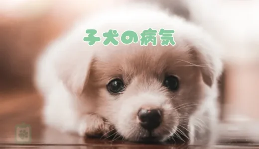 【獣医師監修】子犬がかかりやすい病気３選｜ケンネルコフ等の症状・原因・治療法