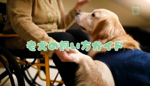 【老犬の飼い方ガイド】食事・散歩・トイレの注意点とシニア期に多い病気を解説