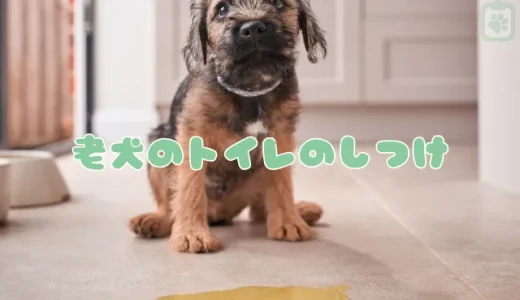 老犬のトイレのしつけ直し｜粗相の原因と今日からできるトレーニング方法・注意点